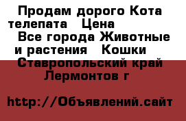  Продам дорого Кота-телепата › Цена ­ 4 500 000 - Все города Животные и растения » Кошки   . Ставропольский край,Лермонтов г.